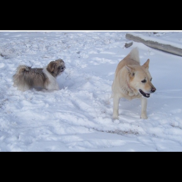 Meet your Posher, Sandy - Picture 7 of 7